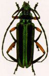 Amphionthe dejeani
