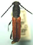 Ancylocera bicolor