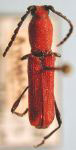 Ancylocera cardinalis