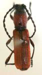 Ancylocera spinula