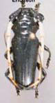 Ancylosternus morio albicornis