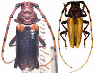 Andraegoidus homoplatus