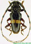 Andraegoidus lacordairei