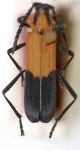 Athetesis angulicollis