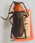 Batyle ignicollis australis