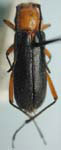 Batyle rufiventris