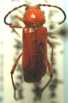 Batyle suturalis remota
