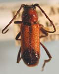Batyle suturalis rutilans