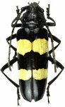 Callona flavofasciata