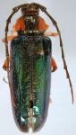 Callona tricolor