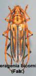  Ceragenia bicornis