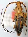 Ceragenia insulana