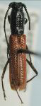 Ceralocyna cribricollis