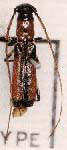 Ceralocyna foveicollis
