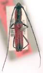 Ceralocyna nigricornis