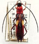 Cercoptera sanguinicollis