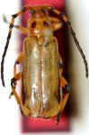 Cervilissa versicolor