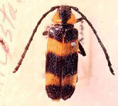 Chemsakia semicostata