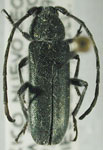 Chemsakiella michelbacheri