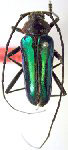 Crioprosopus cacicus