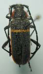 Crioprosopus lateralis