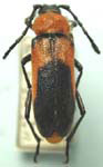 Crossidius coralinus ascendens
