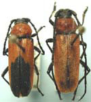 Crossidius coralinus ferruginosus