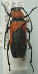 Crossidius coralinus fulgidus