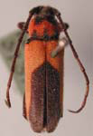 Crossidius coralinus jocosus