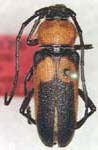 Crossidius coralinus obfuscipennis