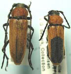 Crossidius coralinus ruficollis
