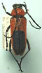 Crossidius coralinus tejonicus