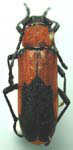 Crossidius coralinus temprans