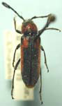 Crossidius discoideus sayi