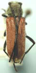 Crossidius hirtipes bechteli