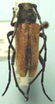 Crossidius hirtipes flavescens