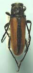 Crossidius hirtipes francesae