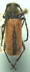 Crossidius hirtipes hirtipes