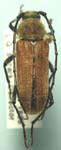 Crossidius hirtipes immaculatus