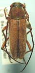 Crossidius hirtipes immaculipennis