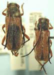 Crossidius hirtipes macswaini