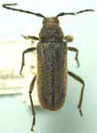 Crossidius hirtipes nigripennis