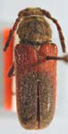 Crossidius hirtipes nubilus
