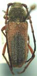 Crossidius hirtipes rhodopus