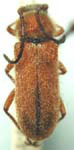 Crossidius hirtipes rubrescens