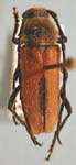 Crossidius hirtipes setosus