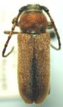 Crossidius hirtipes wickhami