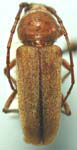 Crossidius humeralis humeralis