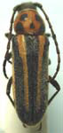 Crossidius humeralis quadrivittatus