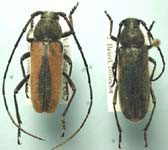 Crossidius mojavensis mojavensis